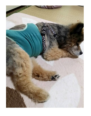 犬 ポメ ラニアン 老人 介護 オムツ 老犬 チワワ イラスト 絵 まんが 認知症 漫画 マンガ