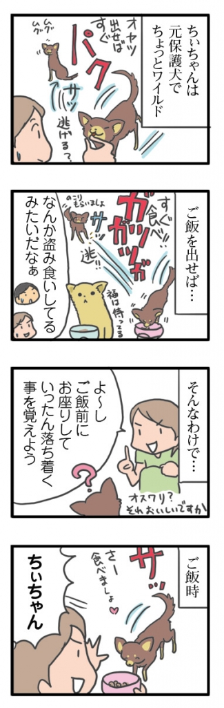 犬 ワイルド オスワリ おすわり 覚 初めて 大人 心臓病 保護犬 元保護犬 チワワ我慢 イラスト 絵 まんが 漫画 マンガ