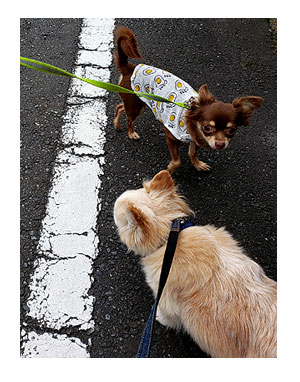 犬 散歩 上書 うわがき おしっこ シッコ マウント 心臓病 保護犬 老犬 チワワ 多頭 治療 イラスト 絵 まんが 漫画 マンガ