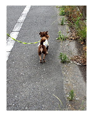 犬 散歩 上書 うわがき おしっこ シッコ マウント 心臓病 保護犬 老犬 チワワ 多頭 治療 イラスト 絵 まんが 漫画 マンガ