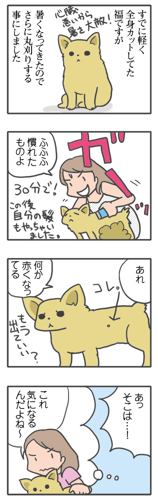 犬 サマーカット いぼ イボ 毛刈 毛 家で バリカン 心臓病 セルフ 里親 保護犬 老犬 チワワ 多頭 イラスト 絵 まんが 漫画 マンガ