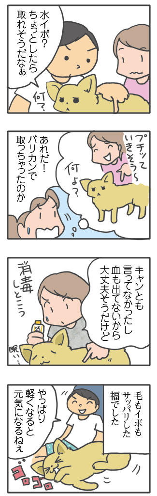 犬 サマーカット いぼ イボ 毛刈 毛 家で バリカン 心臓病 セルフ 里親 保護犬 老犬 チワワ 多頭 イラスト 絵 まんが 漫画 マンガ
