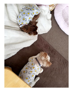 犬 サマーカット たまご 玉子 お揃い 揃い 服 洋服 バリカン 心臓病 セルフ 里親 保護犬 老犬 チワワ 多頭 イラスト 絵 まんが 漫画 マンガ