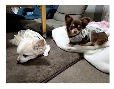 犬 サマーカット たまご 玉子 お揃い 揃い 服 洋服 バリカン 心臓病 セルフ 里親 保護犬 老犬 チワワ 多頭 イラスト 絵 まんが 漫画 マンガ