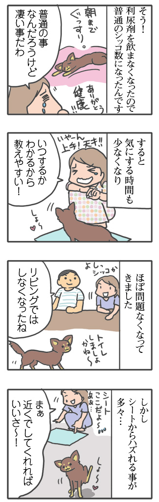 犬 トイレ トイレトレーニング シーツ シッコ 心臓病 甘え 慣れ 里親 保護犬 老犬 チワワ 多頭 手術 元保護犬 イラスト 絵 まんが 漫画 マンガ
