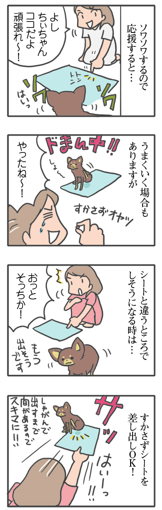 犬 トイレ トイレトレーニング シーツ シッコ 心臓病 甘え 慣れ 里親 保護犬 老犬 チワワ 多頭 手術 元保護犬 イラスト 絵 まんが 漫画 マンガ