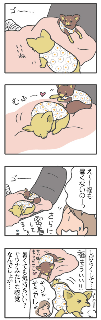 犬 サウナ 乾燥機 乾燥 布団 暑い 温か アイリス 同居 ワン 心臓病 甘え 慣れ 里親 保護犬 老犬 チワワ 多頭 手術 元保護犬 イラスト 絵 まんが 漫画 マンガ