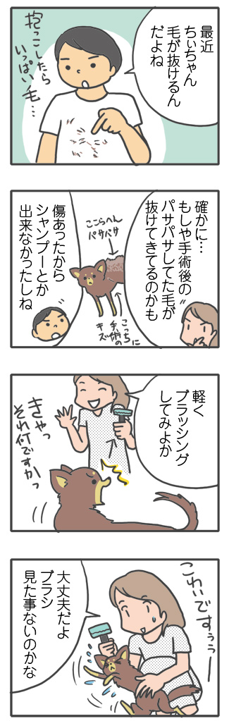 犬 毛 生え変わり 手術後 皮膚 ツヤツヤ 心臓病 里親 保護犬 チワワ 多頭 手術 元保護犬 イラスト 絵 まんが 漫画 マンガ