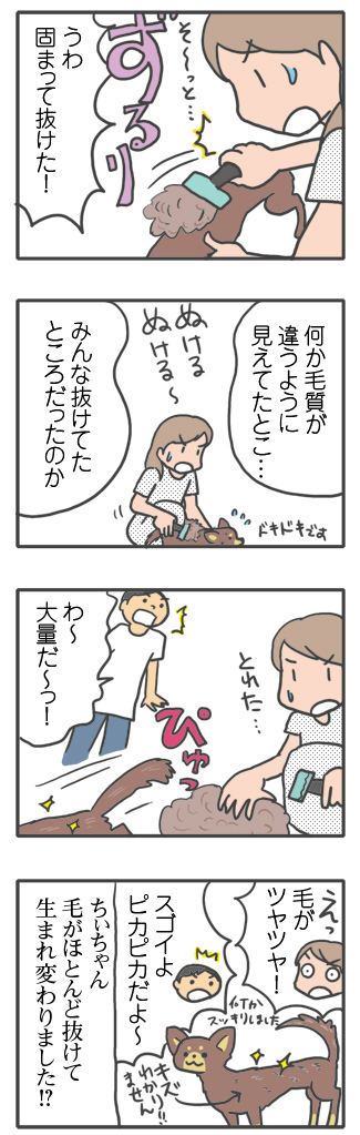 犬 毛 生え変わり 手術後 皮膚 ツヤツヤ 心臓病 里親 保護犬 チワワ 多頭 手術 元保護犬 イラスト 絵 まんが 漫画 マンガ