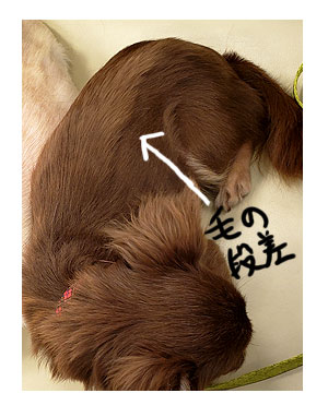 犬 毛 生え変わり 手術後 皮膚 ツヤツヤ 心臓病 里親 保護犬 チワワ 多頭 手術 元保護犬 イラスト 絵 まんが 漫画 マンガ