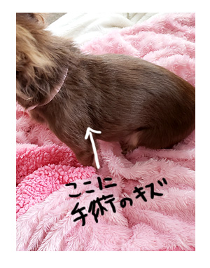 犬 毛 生え変わり 手術後 皮膚 ツヤツヤ 心臓病 里親 保護犬 チワワ 多頭 手術 元保護犬 イラスト 絵 まんが 漫画 マンガ