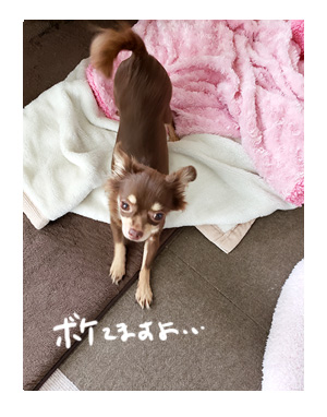 犬 毛 生え変わり 手術後 皮膚 ツヤツヤ 心臓病 里親 保護犬 チワワ 多頭 手術 元保護犬 イラスト 絵 まんが 漫画 マンガ