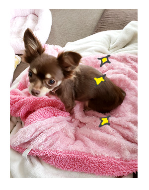 犬 毛 生え変わり 手術後 皮膚 ツヤツヤ 心臓病 里親 保護犬 チワワ 多頭 手術 元保護犬 イラスト 絵 まんが 漫画 マンガ