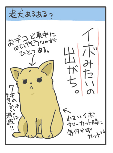犬 あるある 老犬 老人 高齢 爺 婆 ワン いぼ イボ できもの 疣 心臓病 里親 保護犬 チワワ 元保護犬 イラスト 絵 まんが 漫画 マンガ