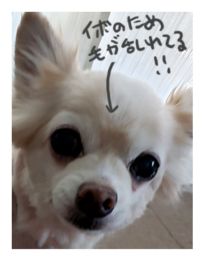 犬 あるある 老犬 老人 高齢 爺 婆 ワン いぼ イボ できもの 疣 心臓病 里親 保護犬 チワワ 元保護犬 イラスト 絵 まんが 漫画 マンガ