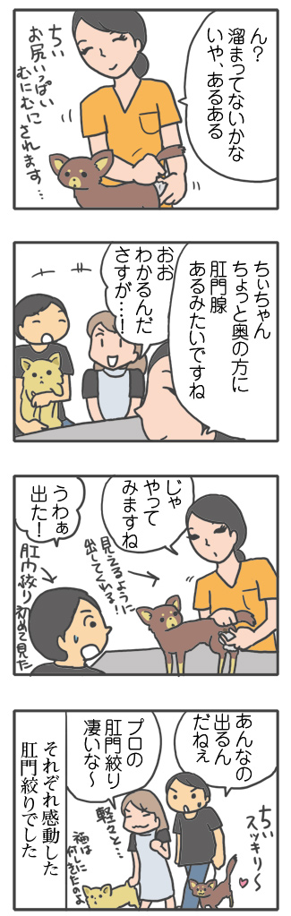 犬 検診 肛門 肛門絞 爪 爪切り 黒い 心臓病 保護犬 老犬 チワワ 多頭 手術 僧帽弁閉鎖不全症 元保護犬 引取 埼玉 イラスト 絵 まんが 漫画 マンガ