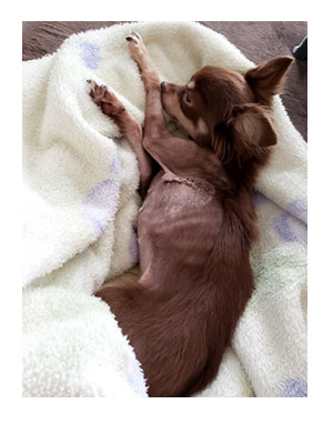 犬 体重 痩せ やせ 太 増 重 心臓病 保護犬 老犬 チワワ 多頭 手術 僧帽弁閉鎖不全症 元保護犬 引取 埼玉 イラスト 絵 まんが 漫画 マンガ