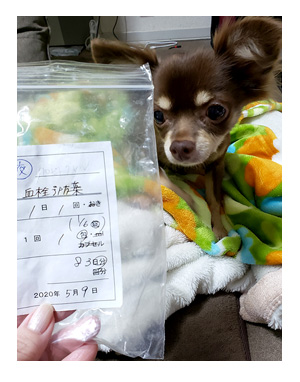 犬 薬 血栓予防 クロピドグレル 心臓病 保護犬 老犬 チワワ 多頭 手術 僧帽弁閉鎖不全症 元保護犬 イラスト 絵 まんが 漫画 マンガ