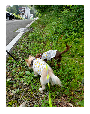 犬 元保護犬 老犬 高齢 旅行 旅 車 那須 栃木 ペット ok 犬連 犬連れ 爺 ワン 心臓病 里親 保護犬 チワワ 多頭 手術 イラスト 絵 まんが 漫画 マンガ
