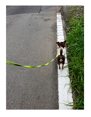 犬 元保護犬 老犬 高齢 旅行 旅 車 那須 栃木 ペット ok 犬連 犬連れ 爺 ワン 心臓病 里親 保護犬 チワワ 多頭 手術 イラスト 絵 まんが 漫画 マンガ