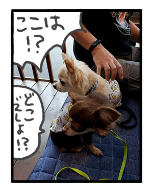犬 元保護犬 老犬 高齢 旅行 旅 車 那須 栃木 ペット ok 犬連 犬連れ 爺 ワン 心臓病 里親 保護犬 チワワ 多頭 手術 イラスト 絵 まんが 漫画 マンガ