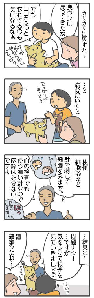 軟便 犬 歳 加齢 老 検査 便 刺 腹 脂肪腫 16歳 心臓病 保護犬 老犬 チワワ 多頭 治療 我慢 イラスト 絵 まんが 漫画 マンガ