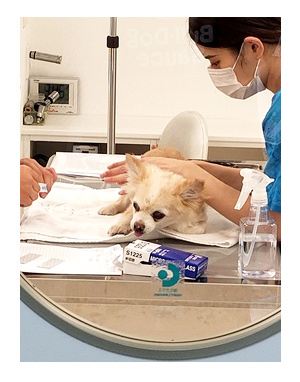 犬 歳 加齢 老 検査 便 刺 腹 脂肪腫 16歳 心臓病 保護犬 老犬 チワワ 多頭 治療 我慢 イラスト 絵 まんが 細胞診 針 漫画 マンガ