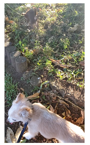 口内炎 こうないえん 炎症 クチ 大きい 何日 完治 痛 白 デキモノ 口内 犬 元保護犬 老犬 保護犬 チワワ イラスト 絵 まんが 漫画 マンガ