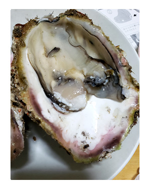 口内炎 こうないえん 炎症 クチ 大きい 何日 完治 痛 ふるさと 納税 牡蠣 かき カキ 夏輝 なつき 鳥取 ブランド イラスト 絵 まんが 漫画 マンガ