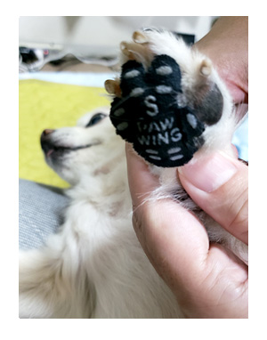犬 paw wing パウ ウイング 肉球 老犬 高齢 足 滑る 滑り 靴下 シール パッド 老犬 筋力 ワン 心臓病 里親 保護犬 チワワ 多頭 イラスト 絵 まんが 漫画 マンガ