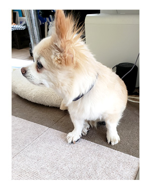 犬 paw wing パウ ウイング 肉球 老犬 高齢 足 滑る 滑り 靴下 シール パッド 老犬 筋力 ワン 心臓病 里親 保護犬 チワワ 多頭 イラスト 絵 まんが 漫画 マンガ