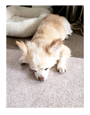 犬 足 滑り 滑り止め 筋力 老化 老犬 介護 歩 散歩 パウ paw wing シール 靴下 高齢 爺 婆 ワン 心臓病チワワ イラスト 絵 まんが 漫画 マンガ