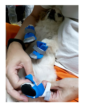 犬 足 滑り 滑り止め 筋力 老化 老犬 介護 歩 散歩 パウ paw wing シール 靴下 高齢 爺 婆 ワン 心臓病チワワ イラスト 絵 まんが 漫画 マンガ