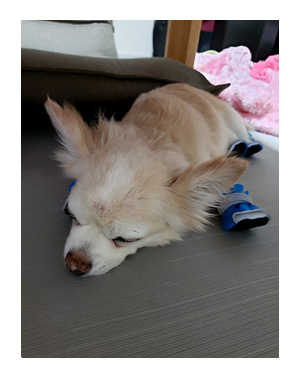 犬 足 滑り 滑り止め 筋力 老化 老犬 介護 歩 散歩 パウ paw wing シール 靴下 高齢 爺 婆 ワン 心臓病チワワ イラスト 絵 まんが 漫画 マンガ