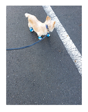 犬 足 滑り 滑り止め 筋力 老化 老犬 介護 歩 散歩 パウ paw wing シール 靴下 高齢 爺 婆 ワン 心臓病チワワ イラスト 絵 まんが 漫画 マンガ