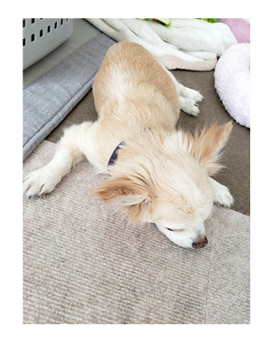 犬 足 滑り 滑り止め 筋力 老化 老犬 介護 歩 散歩 パウ paw wing シール 靴下 高齢 爺 婆 ワン 心臓病チワワ イラスト 絵 まんが 漫画 マンガ