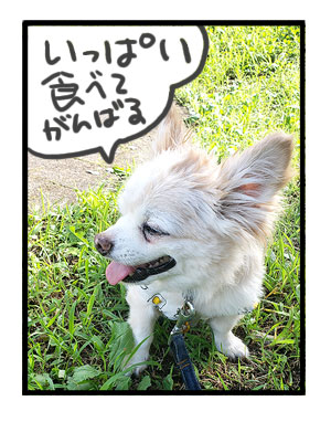 犬 元保護犬 残暑 残暑見舞い おみまい 老犬 食欲 減退 僧房弁閉鎖不全症 心臓病 保護犬 チワワ 動物 イラスト 絵 まんが 漫画 マンガ