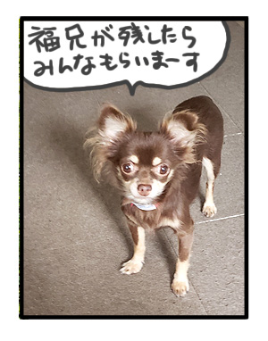犬 元保護犬 残暑 残暑見舞い おみまい 老犬 食欲 減退 僧房弁閉鎖不全症 心臓病 保護犬 チワワ 動物 イラスト 絵 まんが 漫画 マンガ