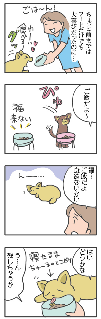 犬 あるある 老犬 食 工夫 食欲不振 飼主 老人 高齢 爺 婆 ワン 心臓病 里親 保護犬 チワワ 多頭 手術 元保護犬 イラスト 絵 まんが 漫画 マンガ