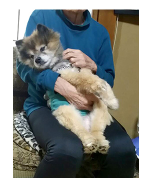 犬 マル ポメ 歳 加齢 老 16歳 老犬 老人 爺 ポメラニアン オムツ イラスト 絵 まんが 漫画 マンガ