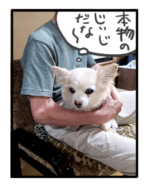 犬 家族 集合 初 対面 唐揚 骨 会合 ワンコ 癌 ガン 分子標的薬 抗がん剤 老犬 老人 高齢 爺 心臓 保護犬 チワワ 手術 元保護犬 イラスト 絵 まんが 漫画 マンガ
