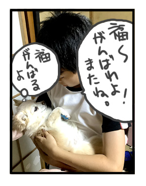 犬 家族 集合 初 対面 唐揚 骨 会合 ワンコ 癌 ガン 分子標的薬 抗がん剤 老犬 老人 高齢 爺 心臓 保護犬 チワワ 手術 元保護犬 イラスト 絵 まんが 漫画 マンガ