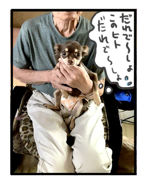 犬 家族 集合 初 対面 唐揚 骨 会合 ワンコ 癌 ガン 分子標的薬 抗がん剤 老犬 老人 高齢 爺 心臓 保護犬 チワワ 手術 元保護犬 イラスト 絵 まんが 漫画 マンガ