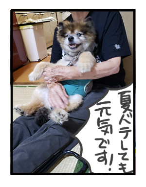 犬 家族 集合 初 対面 唐揚 骨 会合 ワンコ 癌 ガン 分子標的薬 抗がん剤 老犬 老人 高齢 爺 心臓 保護犬 チワワ 手術 元保護犬 イラスト 絵 まんが 漫画 マンガ