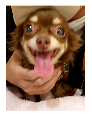 犬 元保護犬 避妊 手術 乳腺 腫瘍 検査 吐く ヒート 生理 キャンセル 麻酔 心臓病 保護犬 チワワ クラーク 八王子 動物 イラスト 絵 まんが 漫画 マンガ