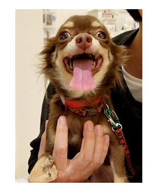 犬 元保護犬 避妊 手術 乳腺 腫瘍 検査 吐く ヒート 生理 キャンセル 麻酔 心臓病 保護犬 チワワ クラーク 八王子 動物 イラスト 絵 まんが 漫画 マンガ