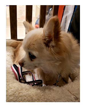 犬 元保護犬 避妊 手術 乳腺 腫瘍 検査 吐く ヒート 生理 キャンセル 麻酔 心臓病 保護犬 チワワ クラーク 八王子 動物 イラスト 絵 まんが 漫画 マンガ