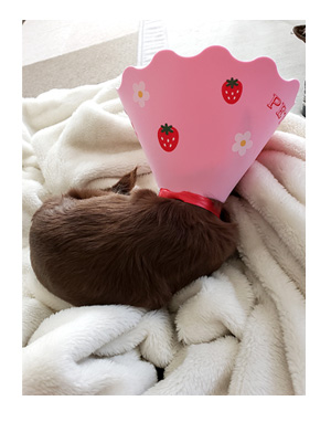 犬 元保護犬 避妊 手術 乳腺 腫瘍 検査 吐く ヒート 生理 キャンセル 麻酔 心臓病 保護犬 チワワ クラーク 八王子 動物 イラスト 絵 まんが 漫画 マンガ