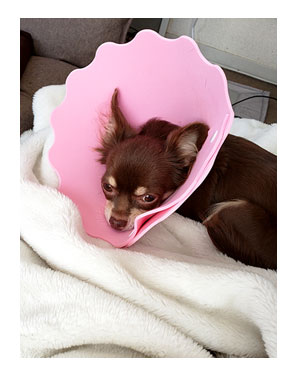 犬 元保護犬 避妊 手術 乳腺 腫瘍 検査 吐く ヒート 生理 キャンセル 麻酔 心臓病 保護犬 チワワ クラーク 八王子 動物 イラスト 絵 まんが 漫画 マンガ