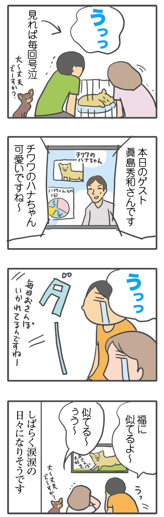犬 お礼 感謝 ありがとう 昇 虹 天国 胸水 てんかん プレドニン ステロイド 発作 フェノバール 癌 ガン 分子標的薬 抗がん剤 老犬 心臓 保護犬 チワワ イラスト 絵 まんが 漫画 マンガ